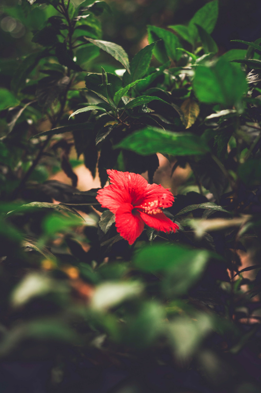 nature picture contrast blurred hibiscus leaves scene 