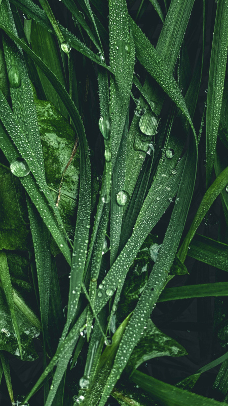 nature picture contrast closeup dew waterdrop leaves