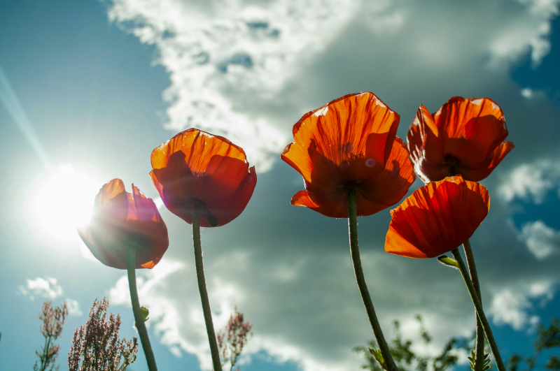 nature picture contrast lower view poppy flowers cloudy sky view 