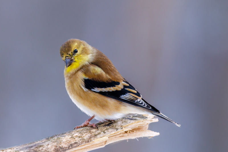 nature picture cute perching goldfinches closeup 