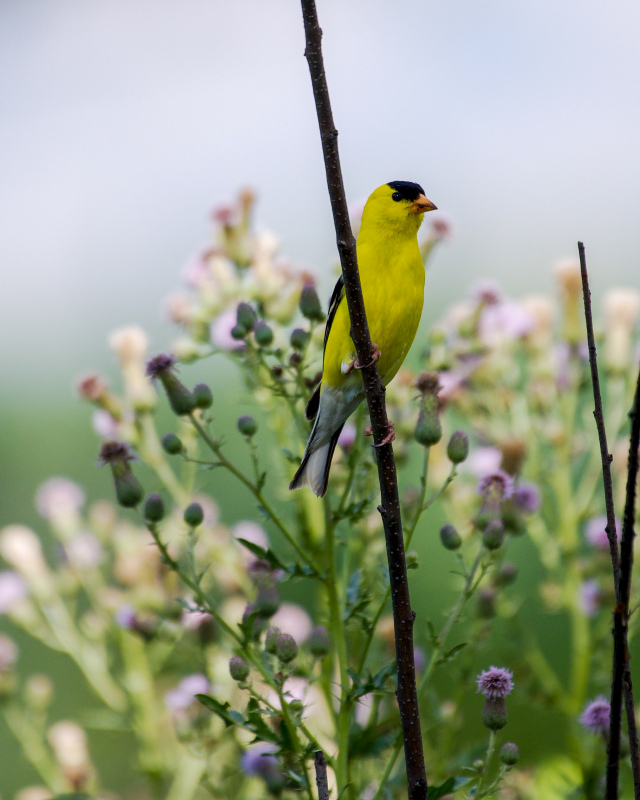 nature picture cute perching goldfinches flowers closeup