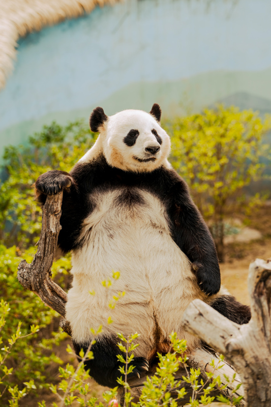 nature picture cute playful panda bear