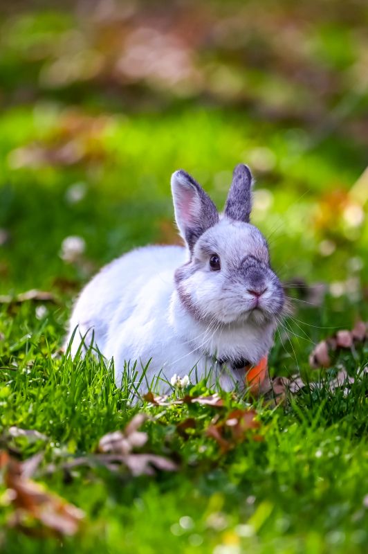 nature picture cute rabbit closeup 
