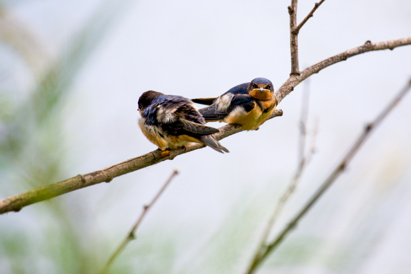 nature picture cute small swallow birds perching