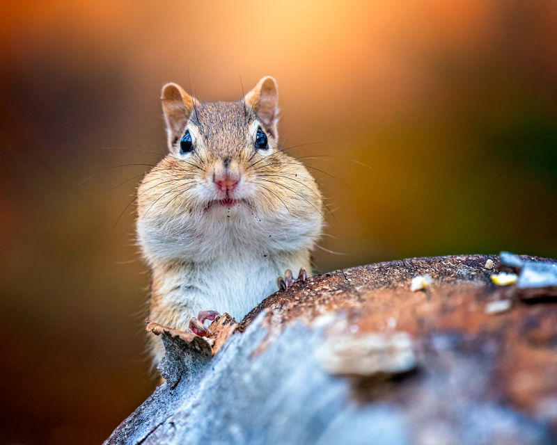 nature picture cute squirrel face closeup 