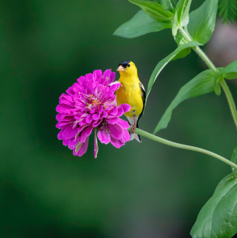 nature picture cute tiny goldfinches petals closeup