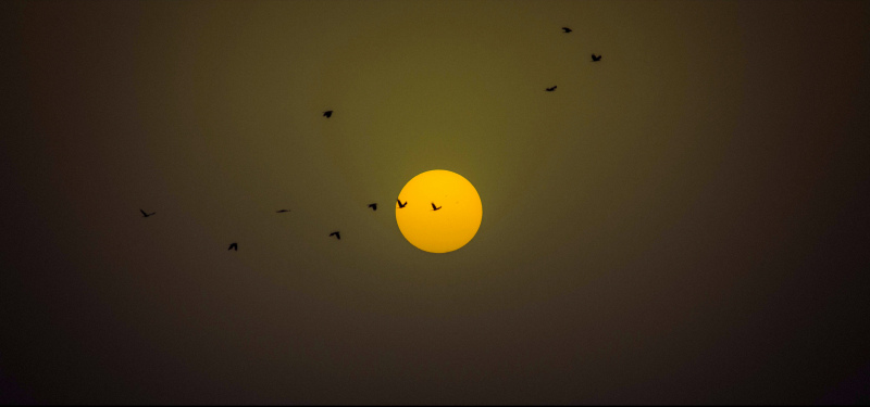 nature picture dark sunset scene flying birds 