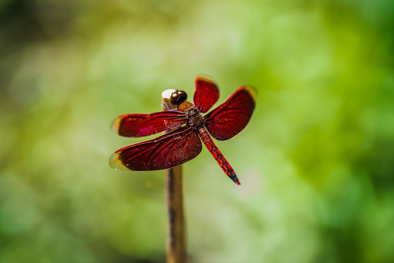 nature picture dragonfly perching bokeh contrast