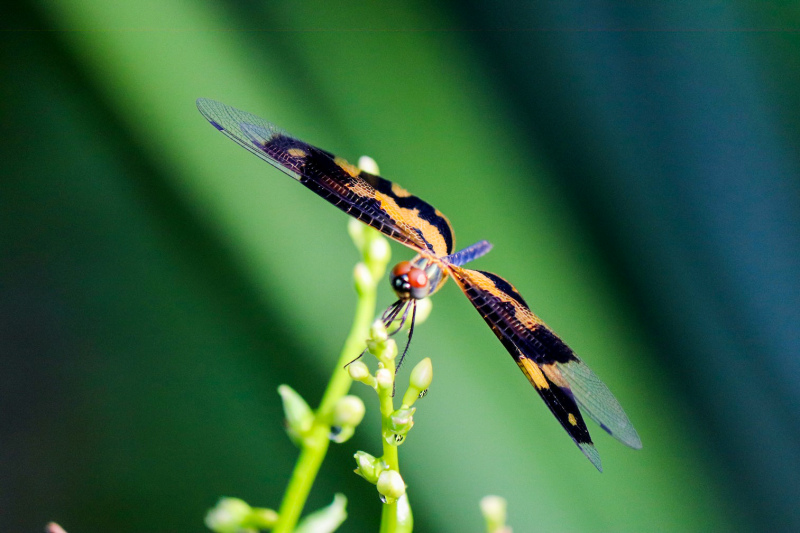 nature picture dragonfly perching bud closeup contrast