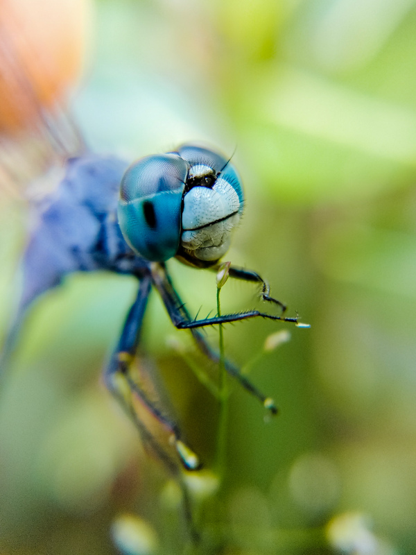 nature picture dragonfly perching closeup