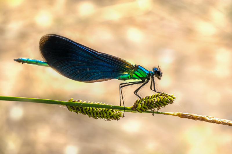 nature picture  dragonfly perching grass closeup 