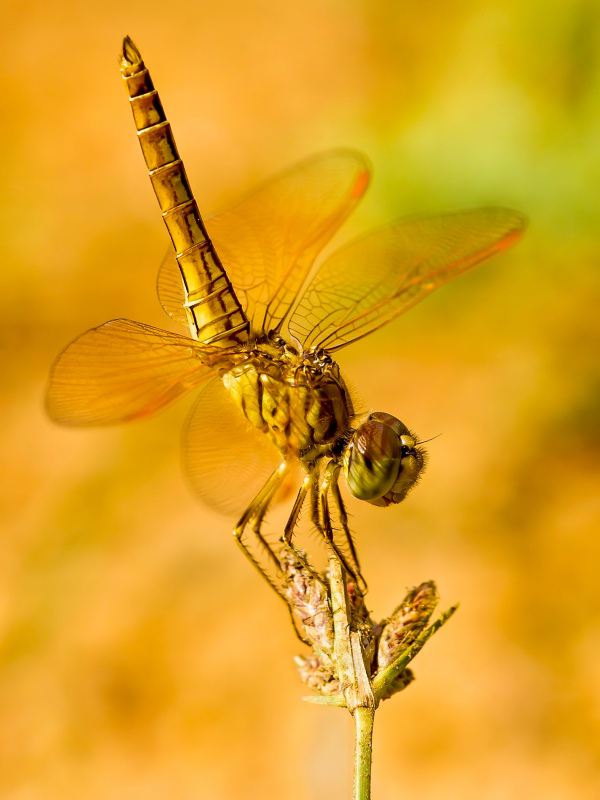 nature picture dragonfly perching petal closeup