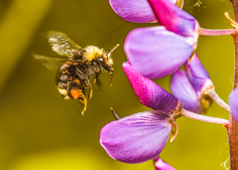 nature picture dynamic flying bee flora closeup 