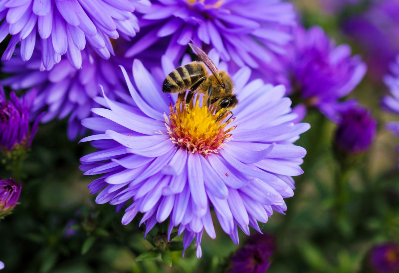 nature picture elegant bee perching flowers closeup