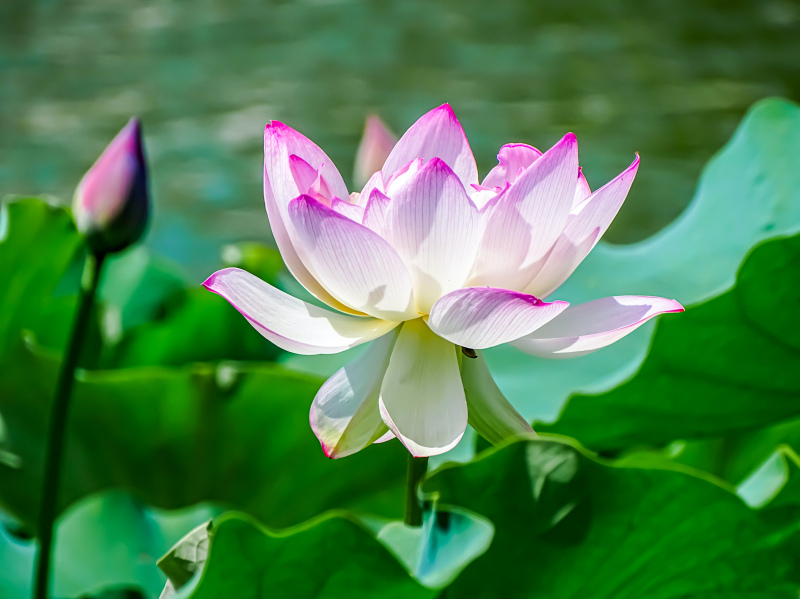 nature picture elegant blooming lotus scene  