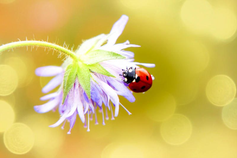 nature picture elegant bokeh ladybug petal closeup