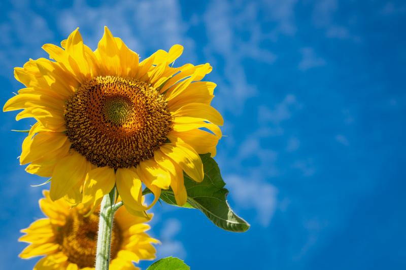 nature picture elegant bright closeup blooming sunflower  