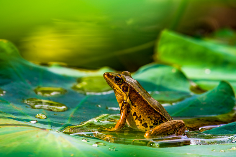 nature picture elegant closeup frog leaves