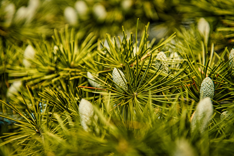 nature picture elegant closeup pine tree branch 