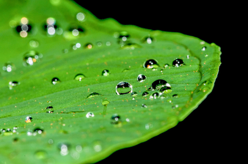nature picture elegant closeup wet leaf