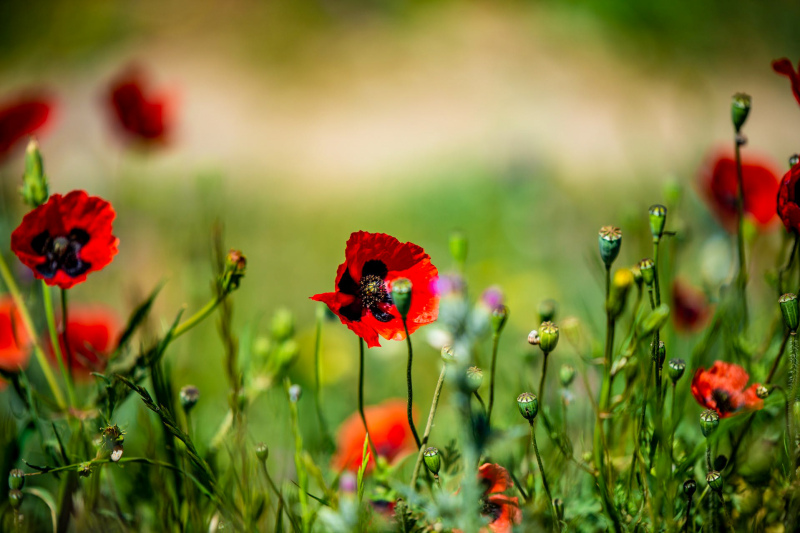 nature picture elegant contrast closeup blooming poppy flowers