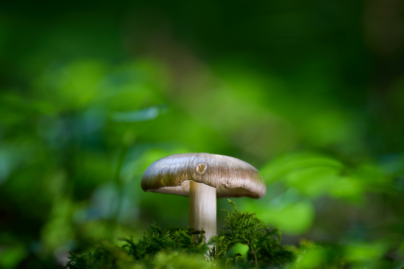 nature picture elegant contrast closeup mushroom 