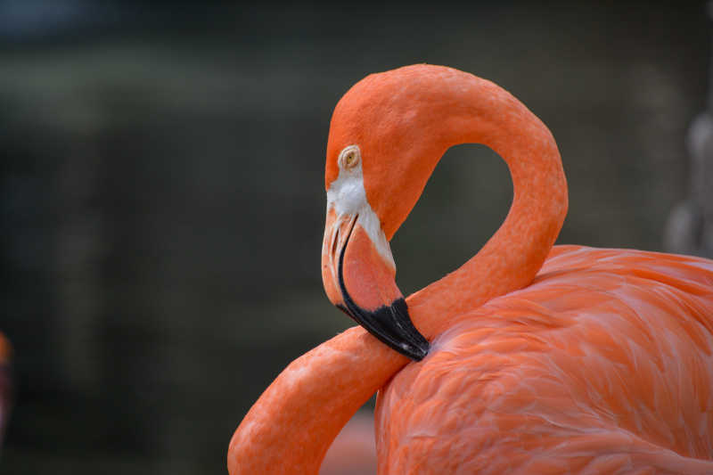 nature picture elegant cute closeup flamingo 