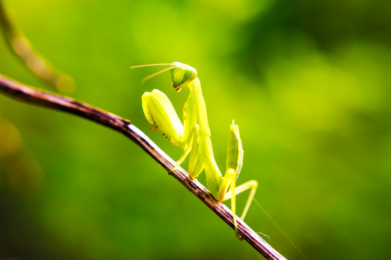 nature picture elegant green realistic mantis