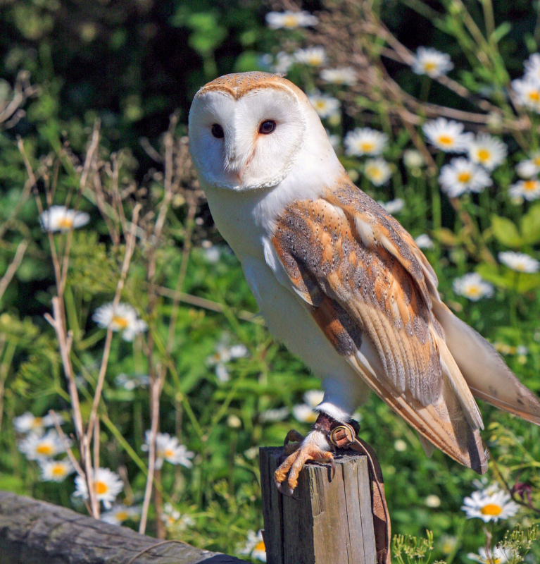nature picture elegant owl floral scene 