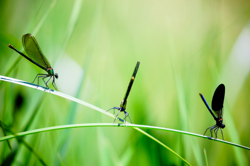 nature picture elegant perching dragonflies