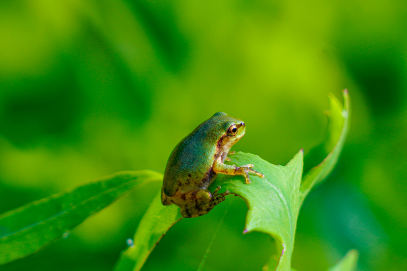 nature picture elegant tiny frog closeup