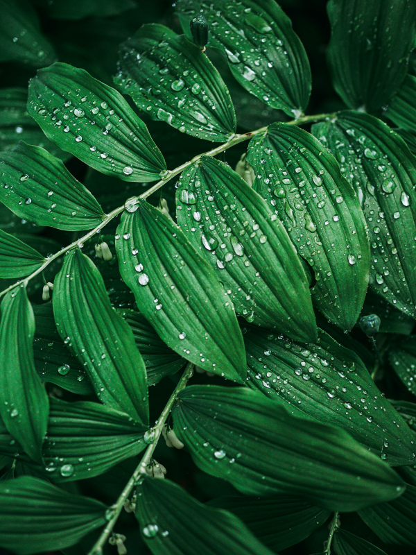 nature picture elegant wet waterdrop leaves 