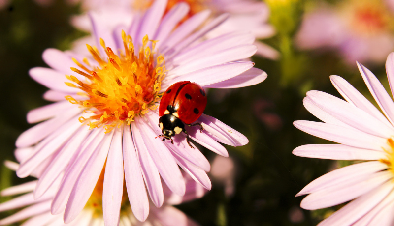 nature picture flower petal ladybug closeup 