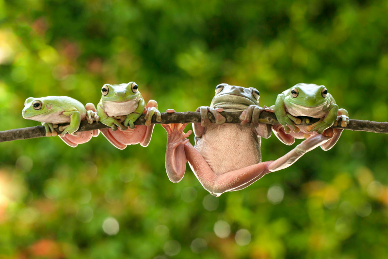 nature picture funny frogs climbing branch 
