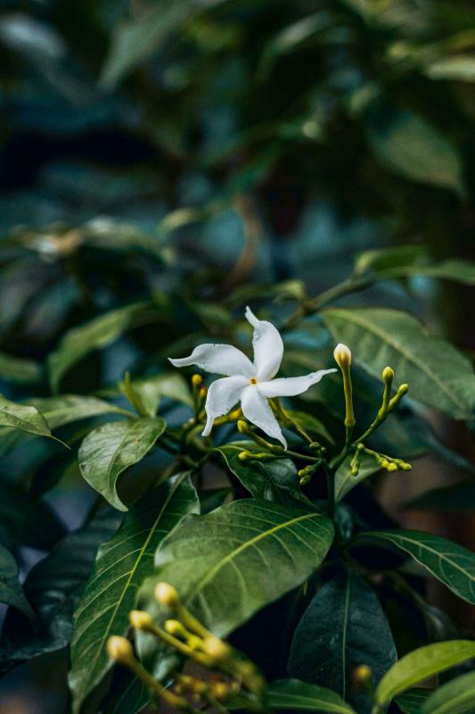 nature picture jasmine flower buds leaves contrast scene 