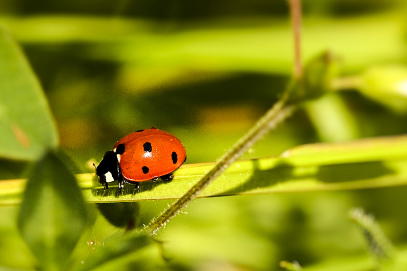 nature picture ladybug crawling leaf closeup