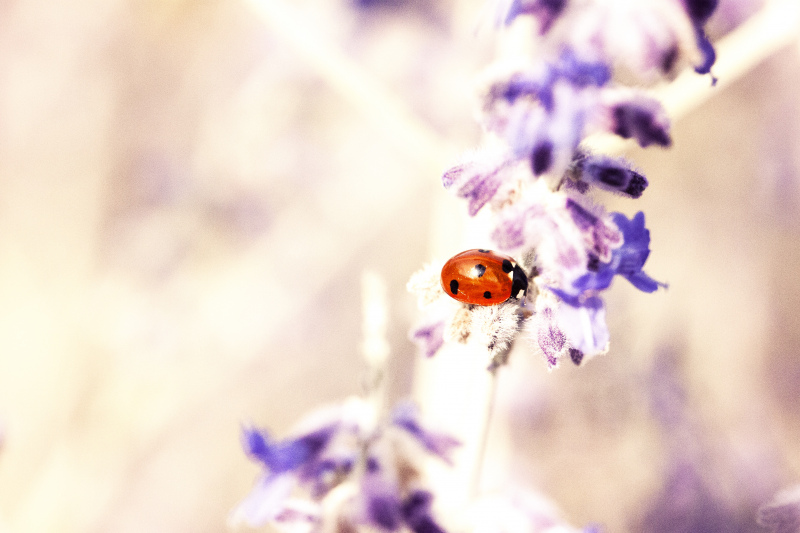 nature picture ladybug flowers closeup