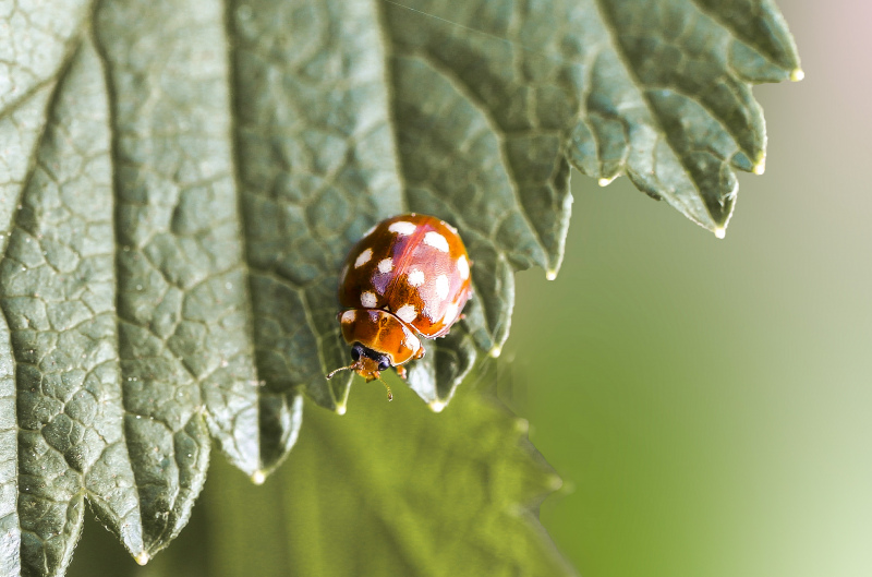 nature picture ladybug leaf closeup