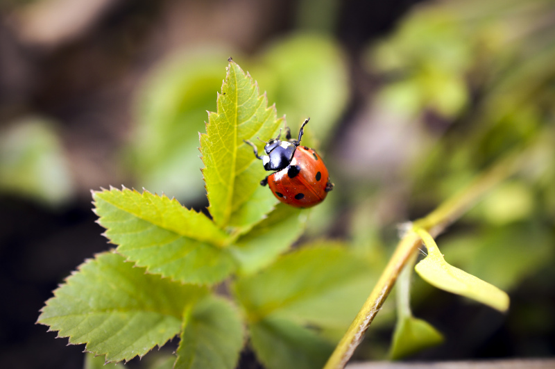nature picture ladybug perching leaves closeup 