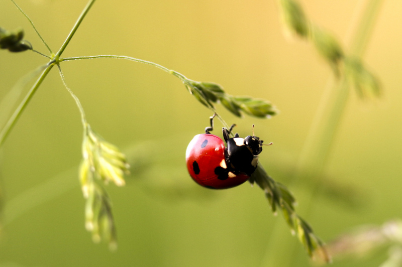 nature picture ladybug perching leaves closeup 