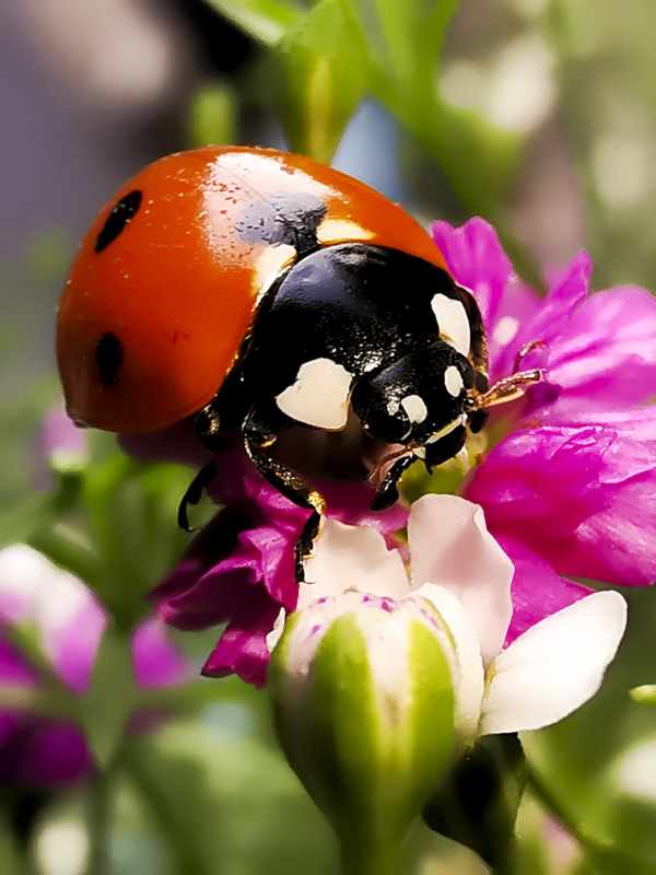 nature picture ladybug perching petal closeup