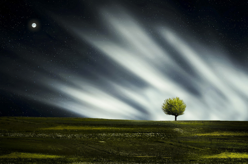 nature picture lonely tree twilight light effect 