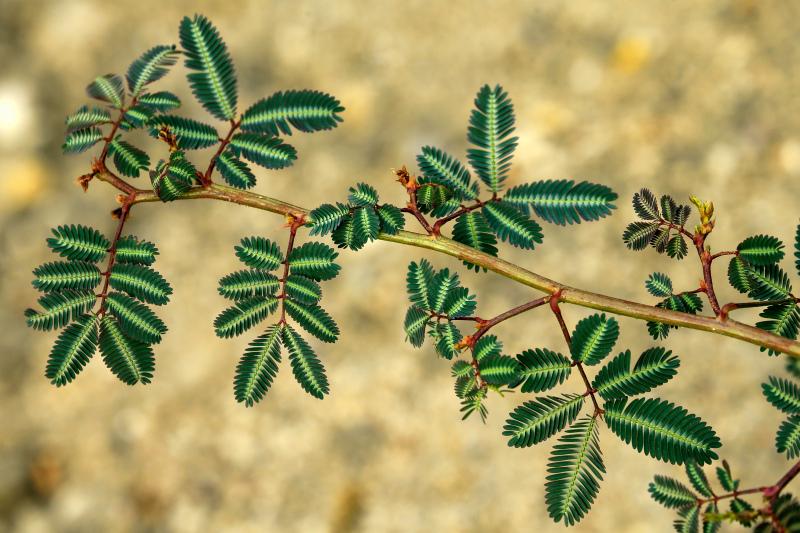 nature picture Mimosa leaves branch closeup 