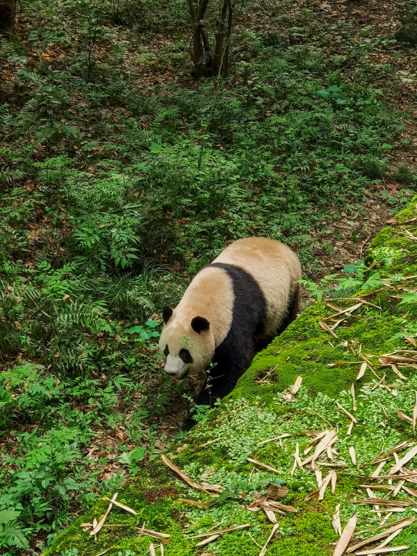 nature picture panda walking forest scene 