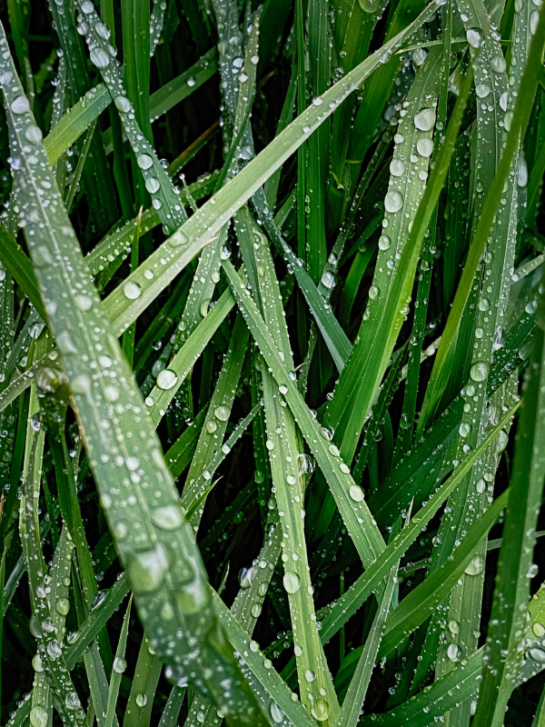 nature picture realistic wet leaves 