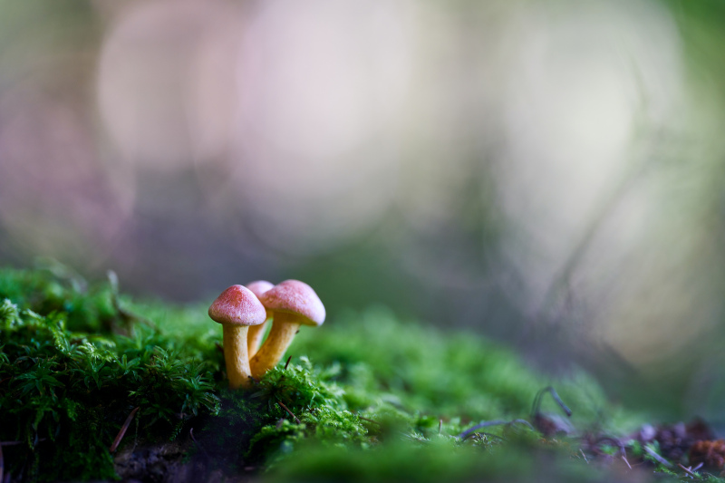 nature picture tiny mushrooms moss closeup