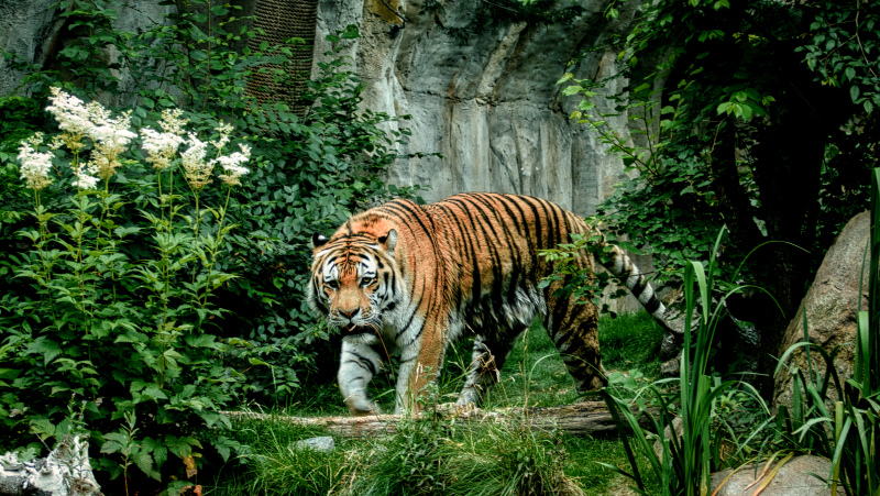 nature picture walking tiger scene 