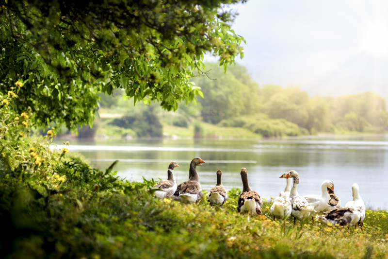 nature picture wild geese peaceful lake