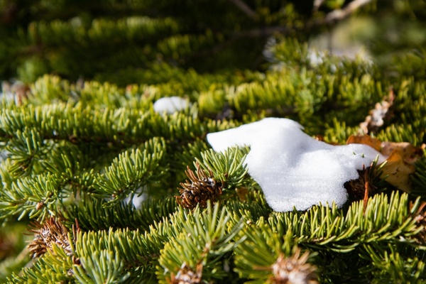nature pine snow