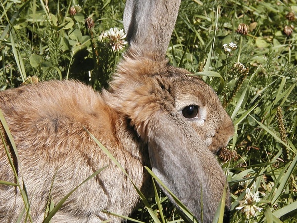nature rabbit bunny